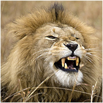 lion1